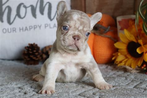 To reserve your puppy, a 300 deposit is. . Frenchton puppies for sale michigan